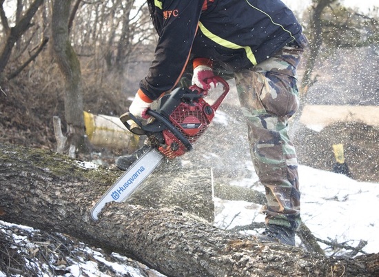 Житель Урюпинска погубил шесть дубов в заповедном «Черничкином саду»